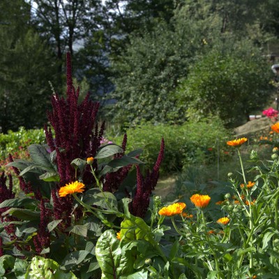 4 Natura Vallemaggia-casa-ambica
